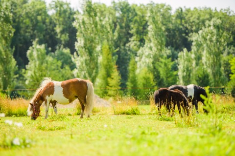 Pony's.jpg